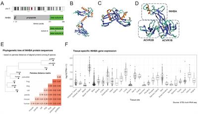 Association and causality between diabetes and activin A: a two-sample Mendelian randomization study